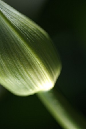 Agapanthus Green Bud